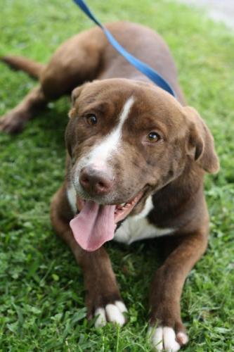 Bull Terrier Mix: An adoptable dog in Decatur, GA