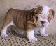 bulldog puppies with akc registration available