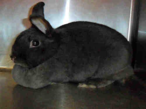 Bunny Rabbit: An adoptable rabbit in Santa Cruz, CA