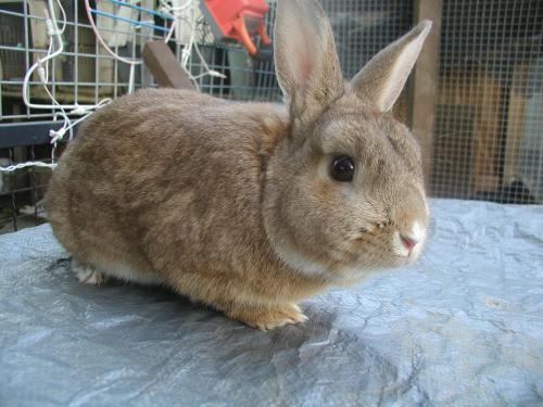 Bunny Rabbit Mix: An adoptable rabbit in Youngstown, OH