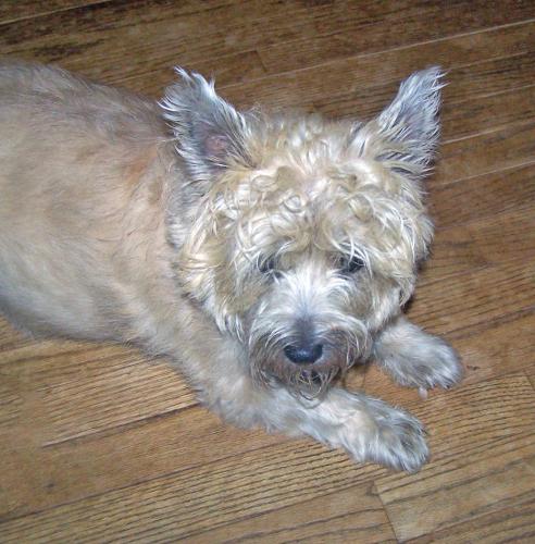 Cairn Terrier: An adoptable dog in Odenton, MD