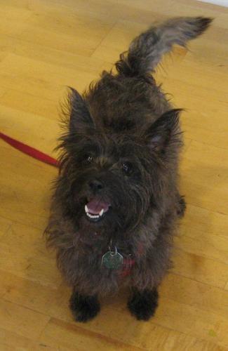 Cairn Terrier Mix: An adoptable dog in Odenton, MD