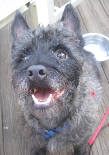Cairn Terrier/Poodle Mix: An adoptable dog in Odenton, MD