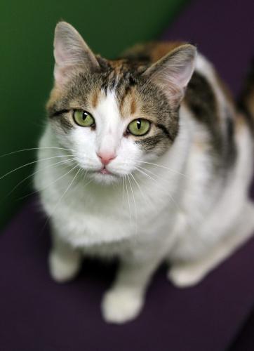 Calico/Domestic Short Hair-White Mix: An adoptable cat in Woodinville, WA