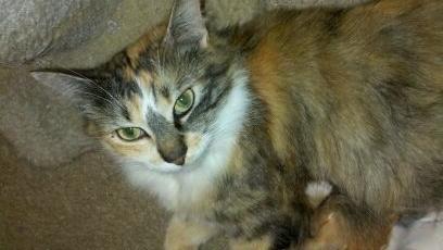 Calico/Maine Coon Mix: An adoptable cat in New Orleans, LA