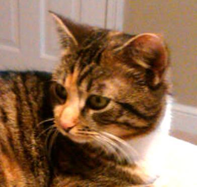 Calico/Tabby - Brown Mix: An adoptable cat in Albany, NY
