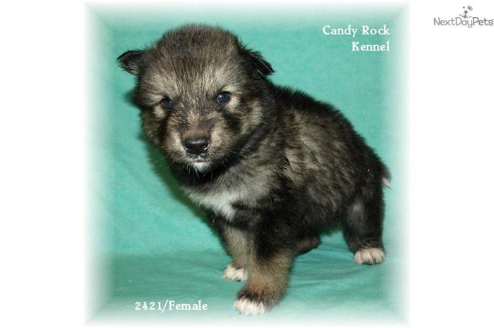 Candy Rock Kennel