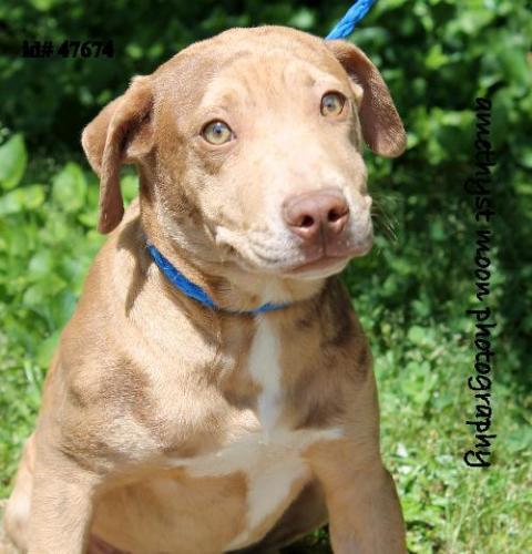 Catahoula Leopard Dog Mix: An adoptable dog in Decatur, GA