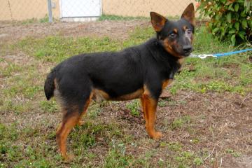Cattle Dog: An adoptable dog in Fort Myers, FL