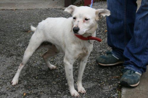 Cattle Dog Mix: An adoptable dog in Florence, AL
