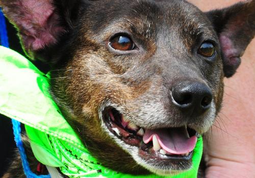 Cattle Dog Mix: An adoptable dog in Louisville, KY