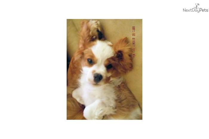Cavalier Puppy For Sale