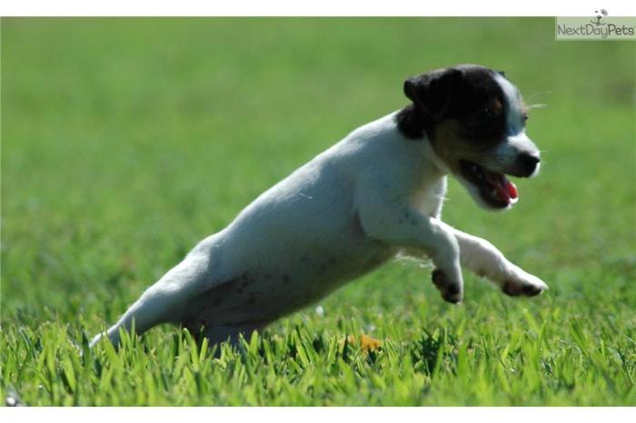 Champion Sired Jack Russell Terrier Female Puppy!