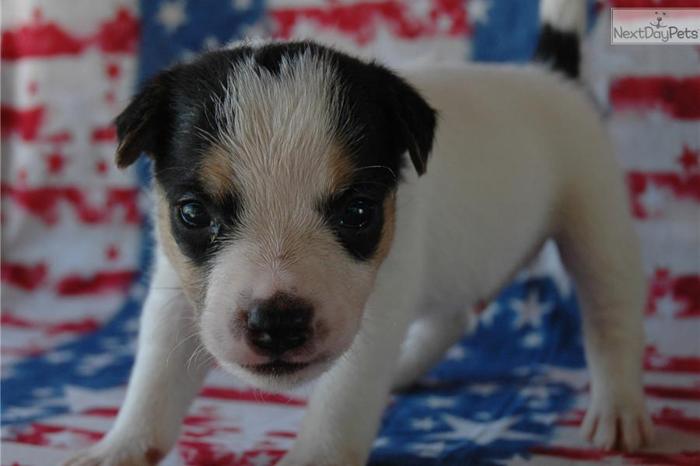 Champion Sired Jack Russell Terrier Male Puppy!