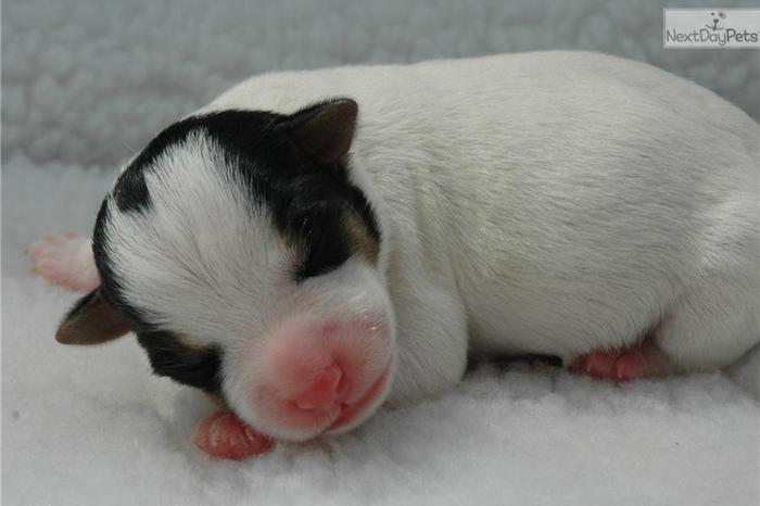 Champion Sired Jack Russell Terrier Male Puppy!