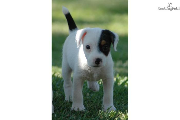 Champion Sired Parson Russell Terrier Female Puppy