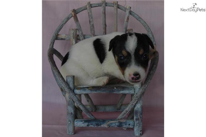Champion Sired Short Leg Jack Russell Terrier Pup!