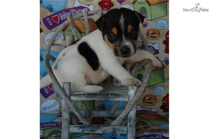 Champion Sired Smooth Coat Male Jack Russell Pup!