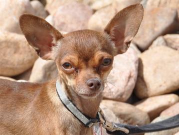 Chihuahua Mix: An adoptable dog in Boulder, CO