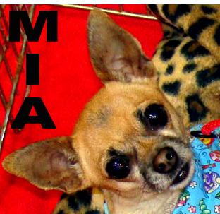 Chihuahua Mix: An adoptable dog in Dallas, TX