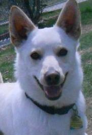 Chihuahua Mix: An adoptable dog in Logan, UT
