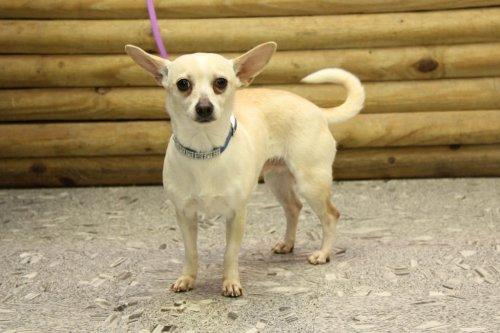 Chihuahua Mix: An adoptable dog in Louisville, KY
