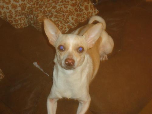 Chihuahua Mix: An adoptable dog in Memphis, TN