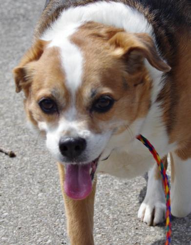 Chihuahua/Beagle Mix: An adoptable dog in Youngstown, OH