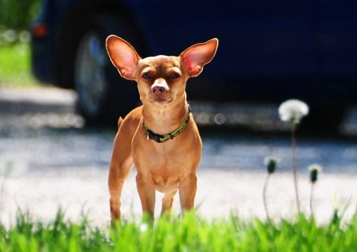 Chihuahua/Dachshund Mix: An adoptable dog in Manhattan, KS