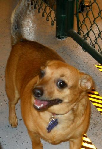 Chihuahua/Dachshund Mix: An adoptable dog in Wausau, WI