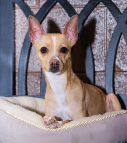 Chihuahua/Jack Russell Terrier Mix: An adoptable dog in Logan, UT