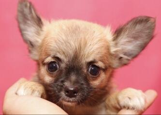 Chihuahua puppies availablw