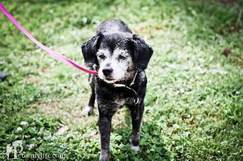 Chihuahua/Spaniel Mix: An adoptable dog in Decatur, GA