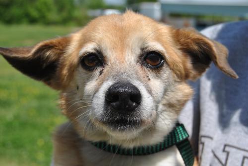 Chihuahua/Terrier Mix: An adoptable dog in Memphis, TN