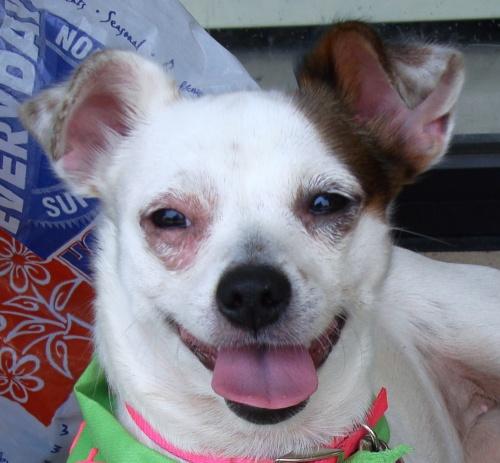 Chihuahua/Terrier Mix: An adoptable dog in Tuscaloosa, AL
