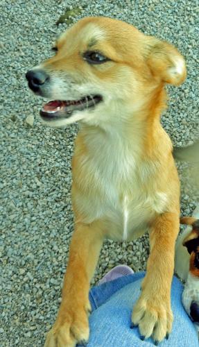Chihuahua/Terrier Mix: An adoptable dog in Wilmington, OH