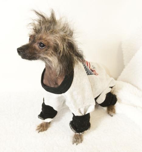 Chinese Crested Dog: An adoptable dog in Dallas, TX