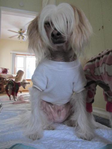 Chinese Crested Dog Mix: An adoptable dog in Erie, MI