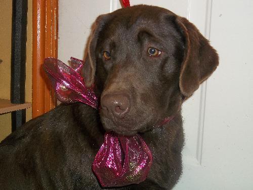 Chocolate Labrador Retriever: An adoptable dog in Logan, UT