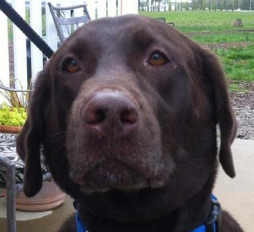 Chocolate Labrador Retriever: An adoptable dog in Waterloo, IL