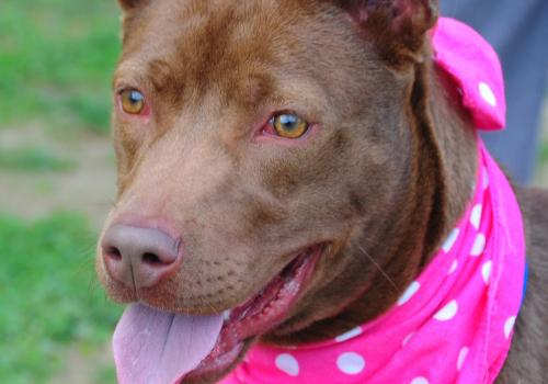 Chocolate Labrador Retriever/Pit Bull Terrier Mix: An adoptable dog in Louisville, KY