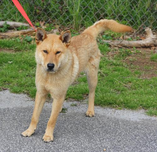 Chow Chow Mix: An adoptable dog in Decatur, GA