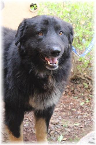 Chow Chow/German Shepherd Dog Mix: An adoptable dog in Merced, CA