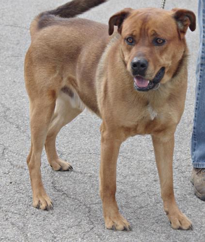 Chow Chow/Labrador Retriever Mix: An adoptable dog in Youngstown, OH