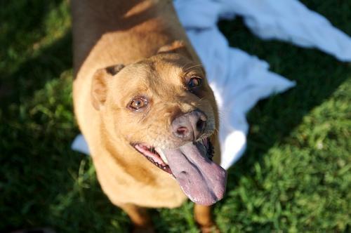 Chow Chow/Labrador Retriever Mix: An adopted dog in Memphis, TN