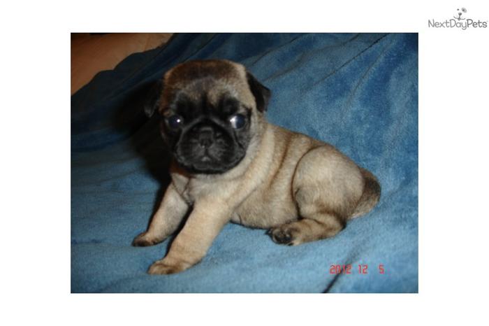 Christmas AKC Pug Puppy - Outstanding