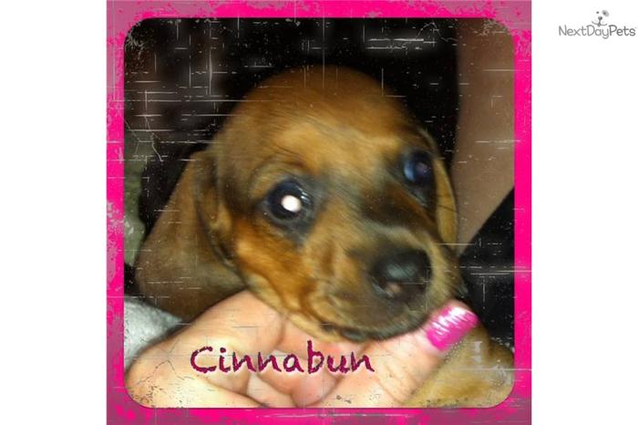 Cinnabun is looking for her forever family!
