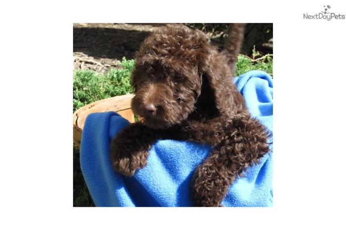 CKC Standard Multigen Labradoodle -Boy 3