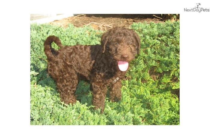 CKC Standard Multigen Labradoodle Ready Now!