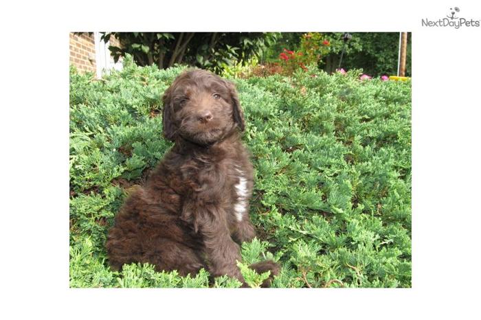 CKC Standard Multigen Labradoodle Ready Now!